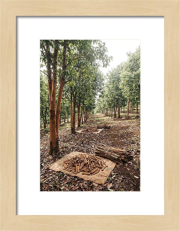 Cinnamon Plantation Serenity