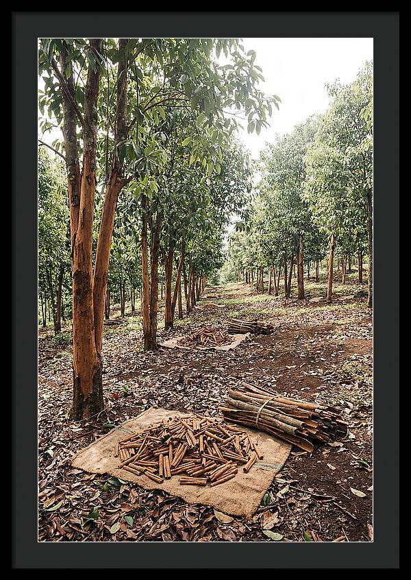 Cinnamon Plantation Serenity