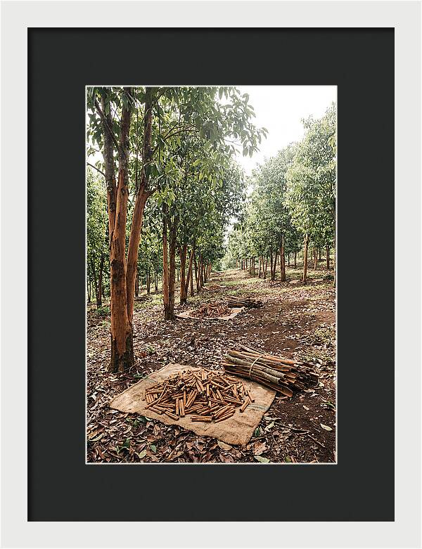 Cinnamon Plantation Serenity