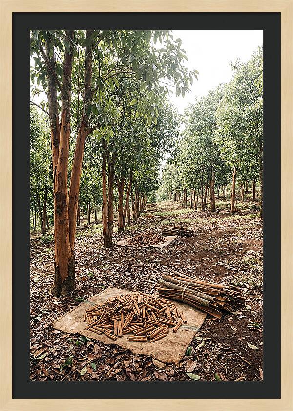 Cinnamon Plantation Serenity