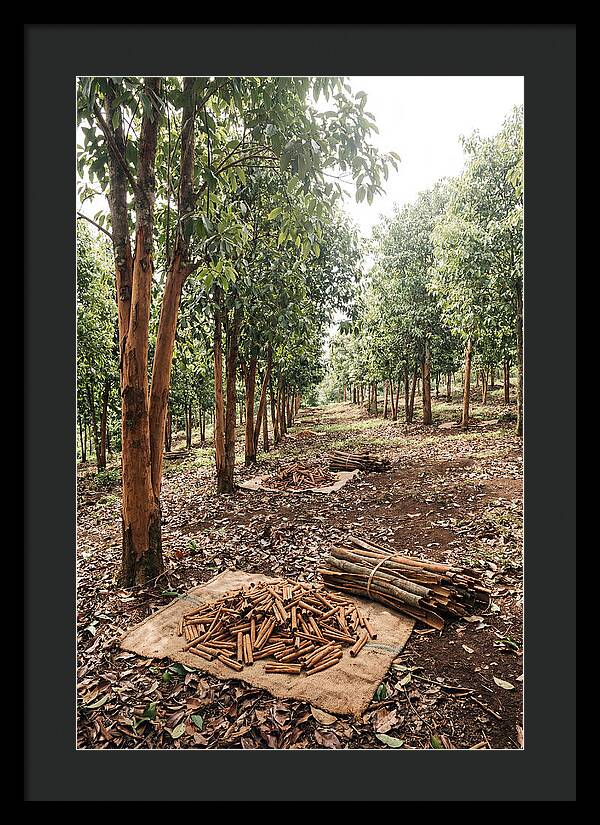 Cinnamon Plantation Serenity
