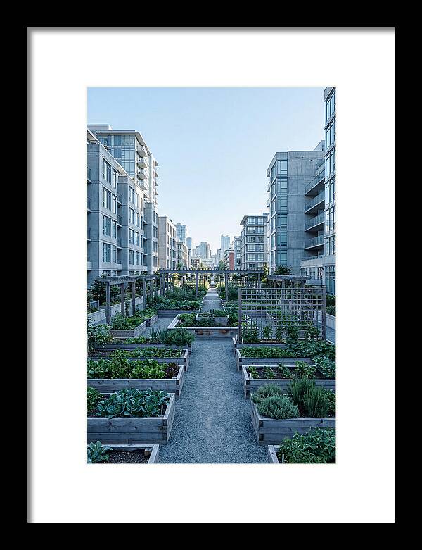 City Community Garden Serenity