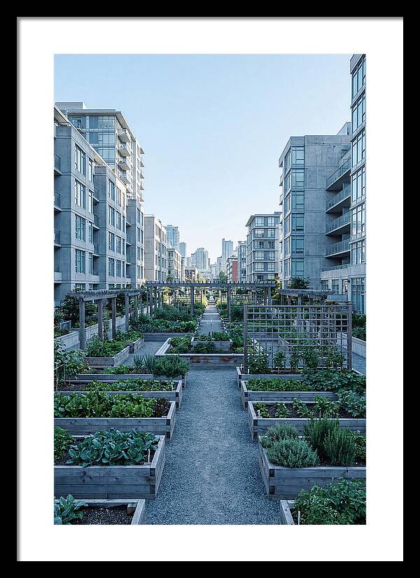 City Community Garden Serenity