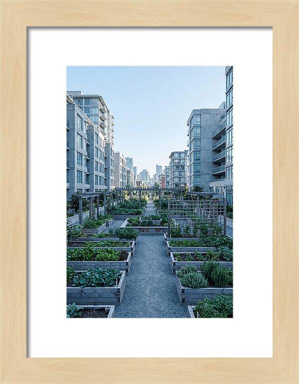 City Community Garden Serenity