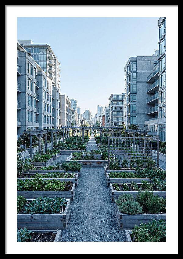 City Community Garden Serenity