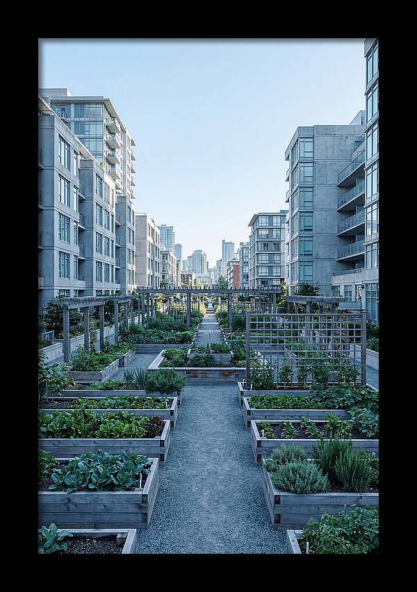 City Community Garden Serenity