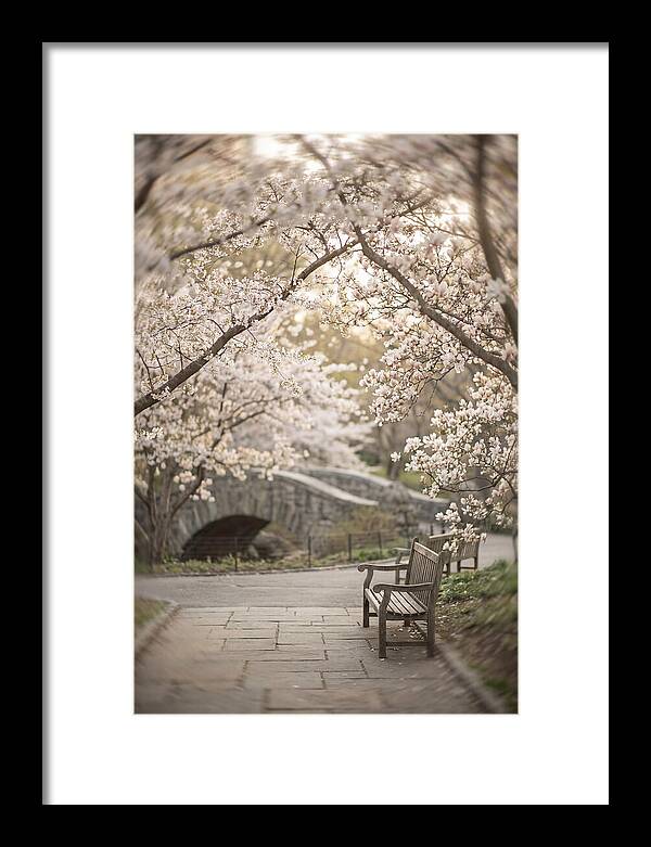 City Park Blossoms
