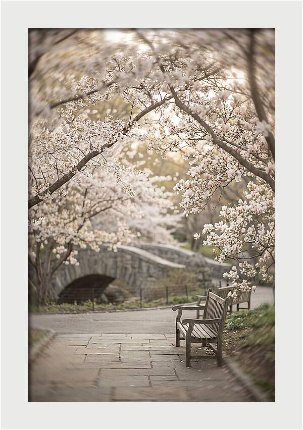 City Park Blossoms