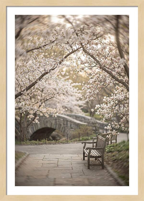 City Park Blossoms
