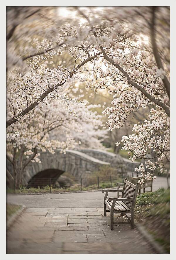 City Park Blossoms