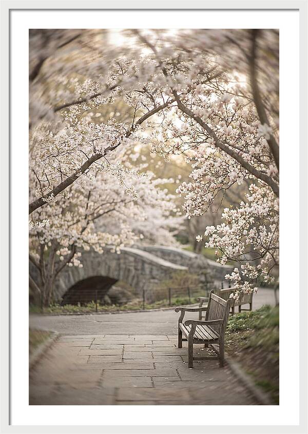 City Park Blossoms