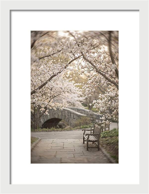 City Park Blossoms