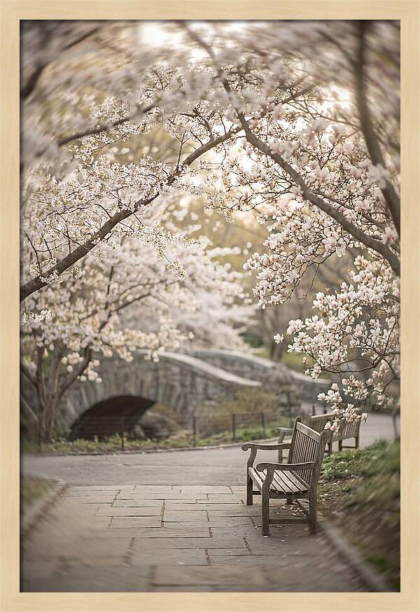 City Park Blossoms