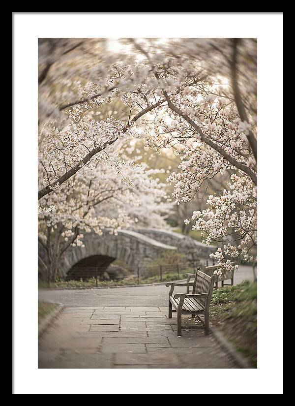 City Park Blossoms