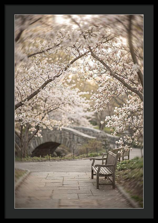 City Park Blossoms