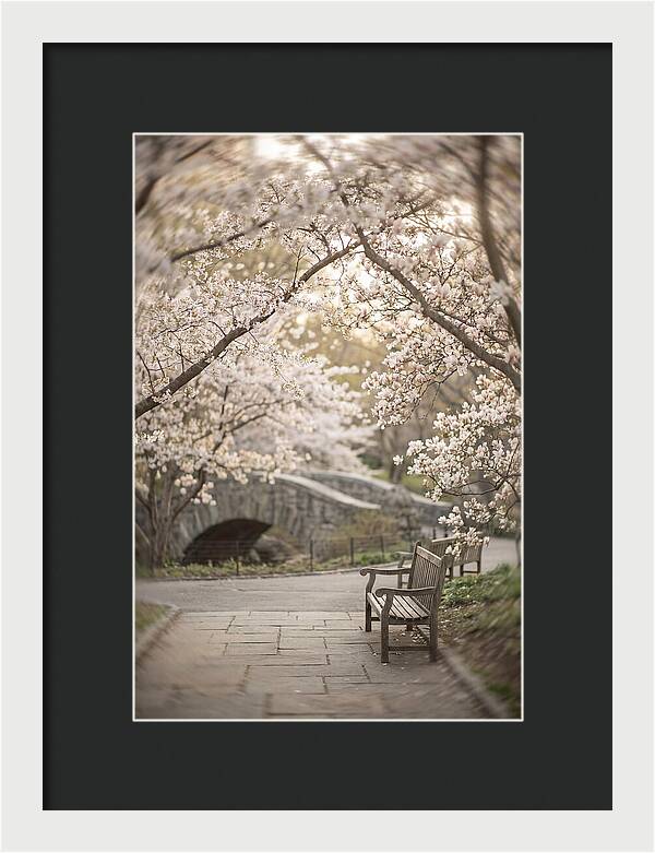 City Park Blossoms