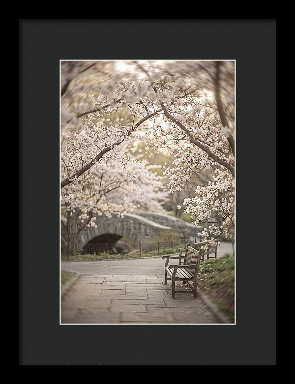 City Park Blossoms