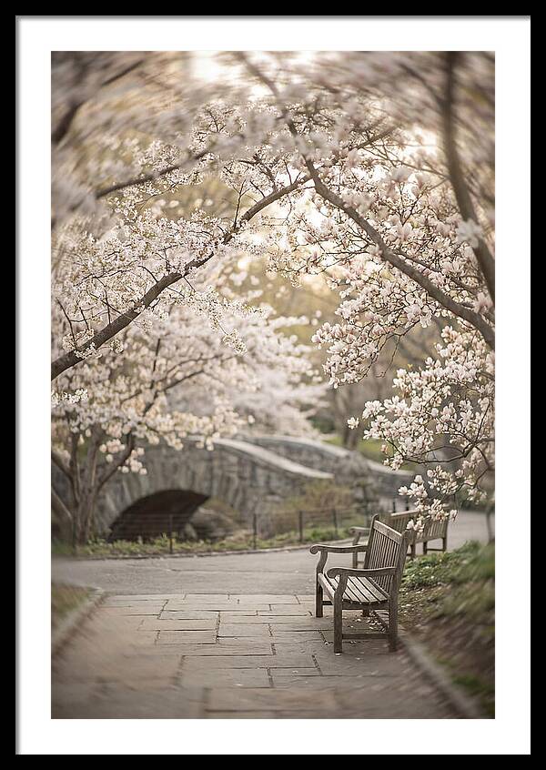 City Park Blossoms