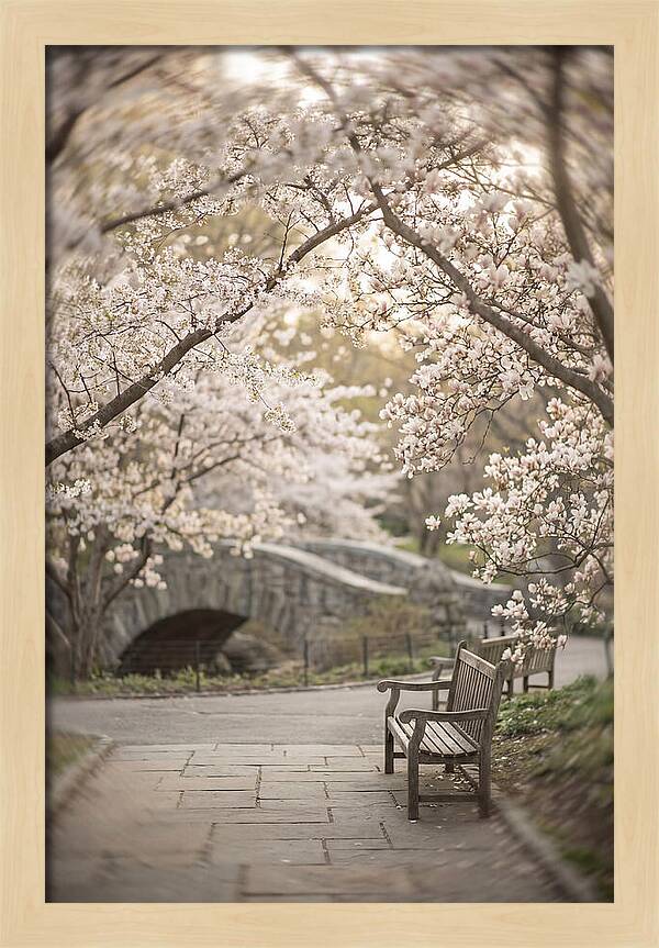 City Park Blossoms