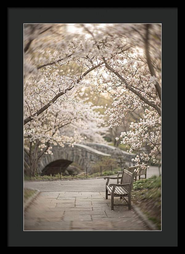 City Park Blossoms
