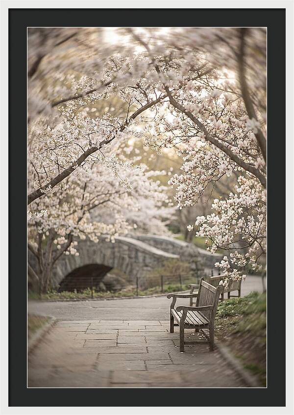 City Park Blossoms