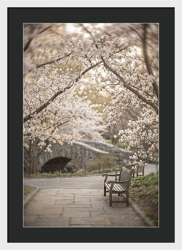 City Park Blossoms