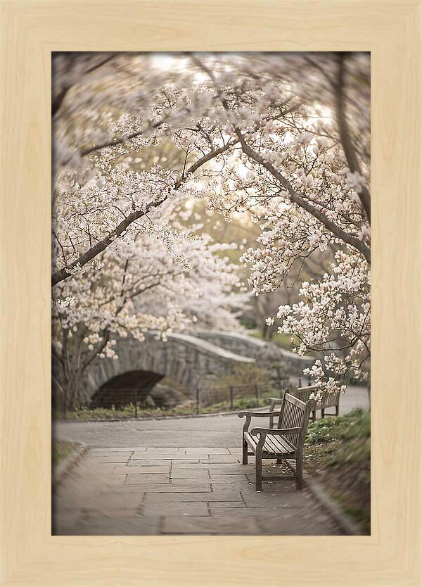 City Park Blossoms