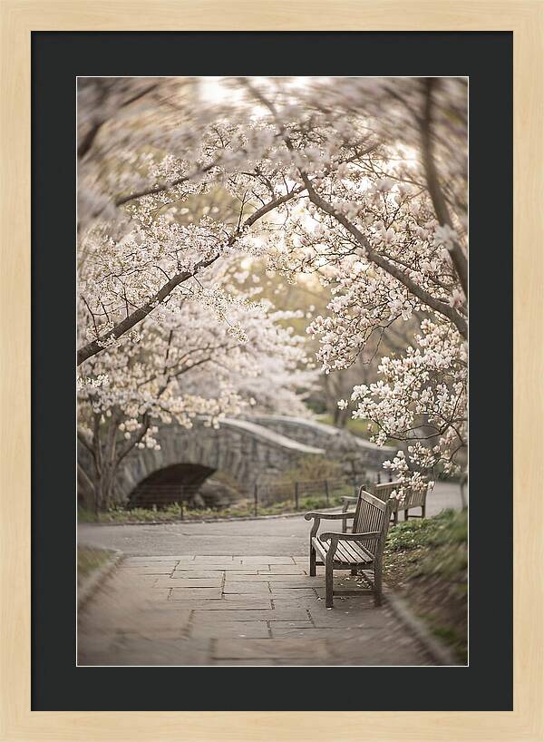 City Park Blossoms