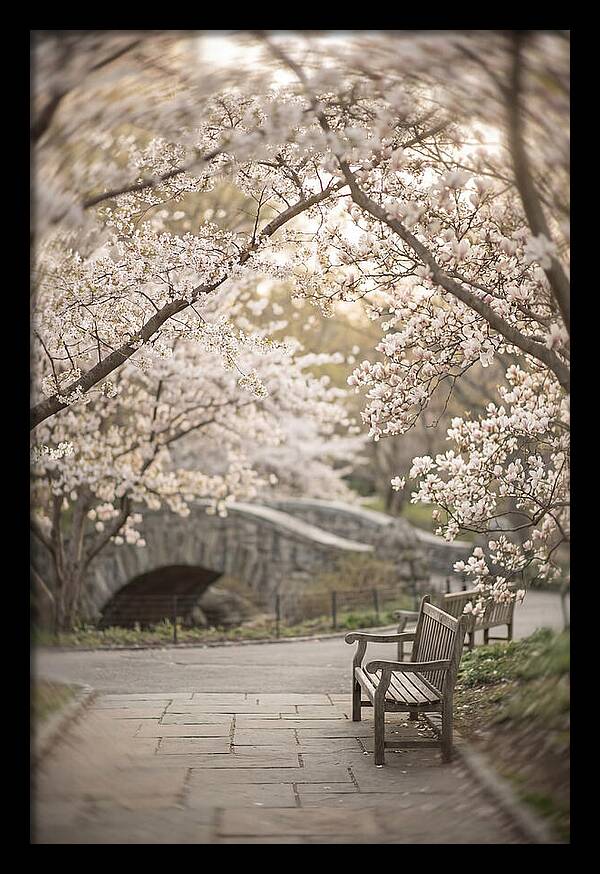 City Park Blossoms