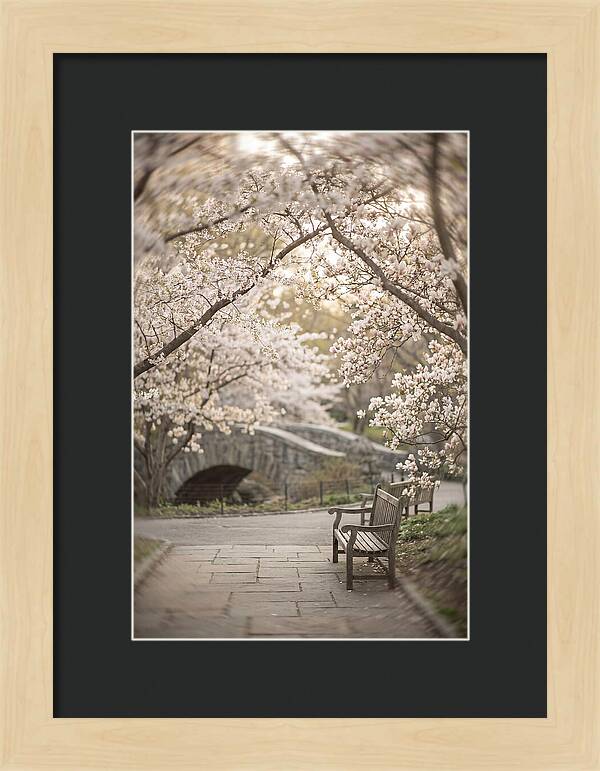 City Park Blossoms