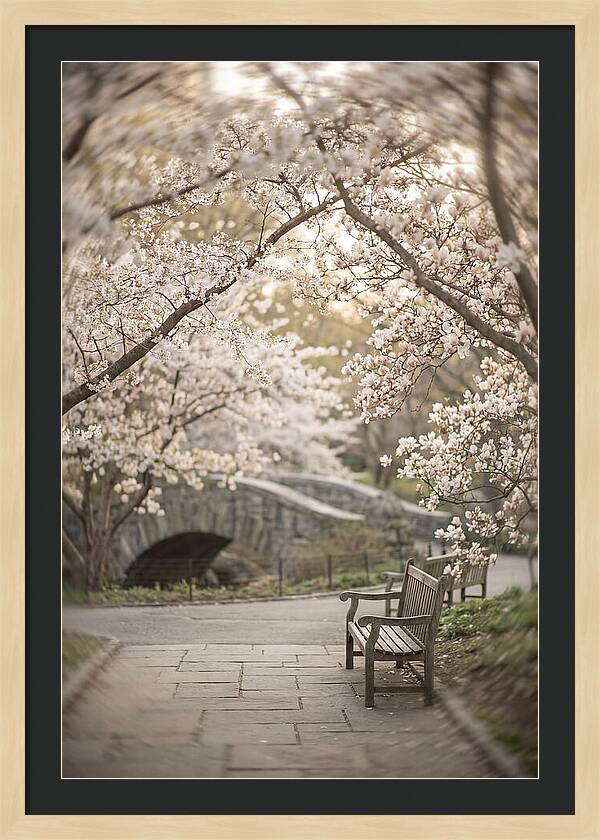 City Park Blossoms
