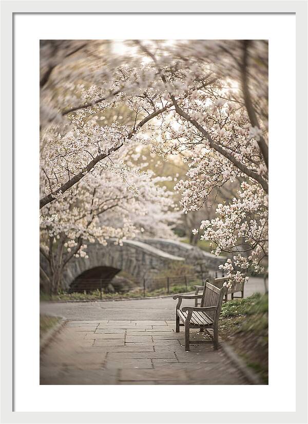 City Park Blossoms