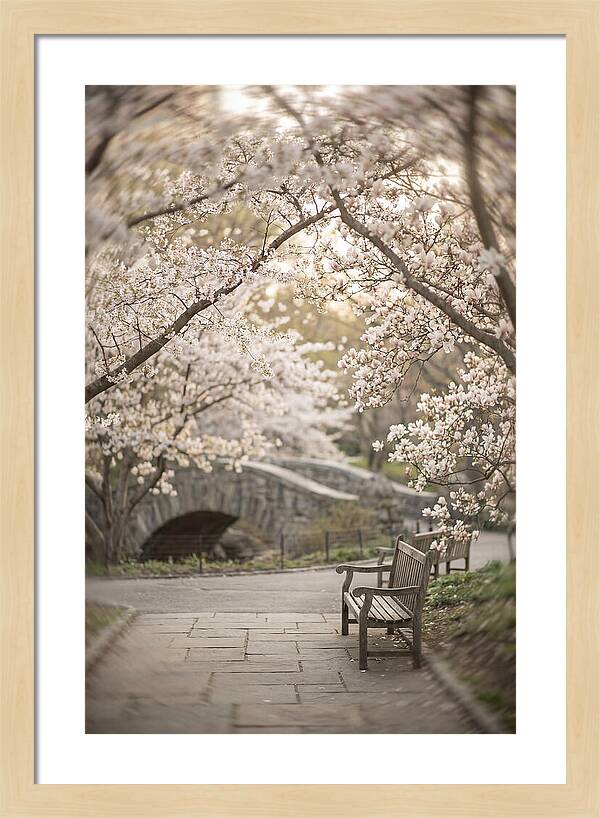 City Park Blossoms