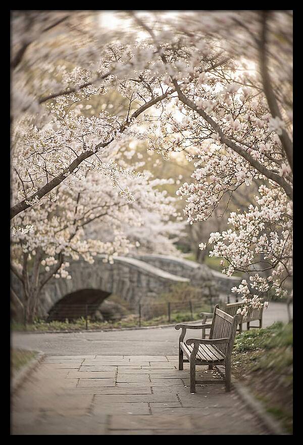 City Park Blossoms
