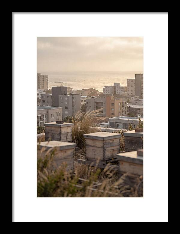City Rooftop Apiary Serenity
