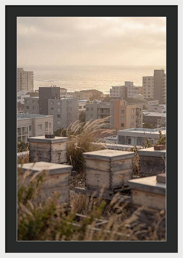 City Rooftop Apiary Serenity