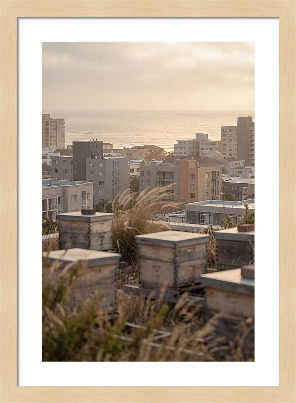 City Rooftop Apiary Serenity