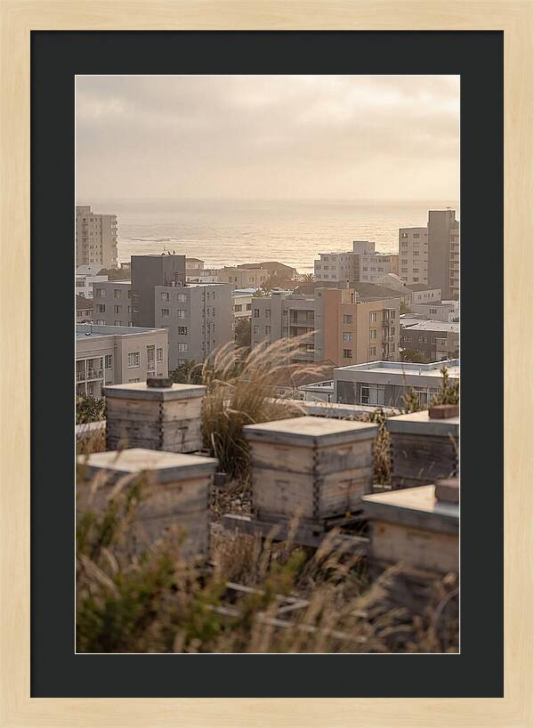 City Rooftop Apiary Serenity