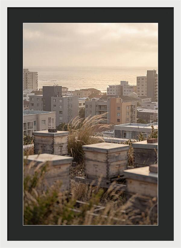 City Rooftop Apiary Serenity
