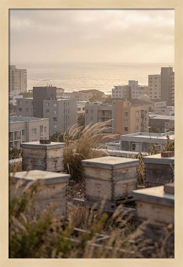 City Rooftop Apiary Serenity