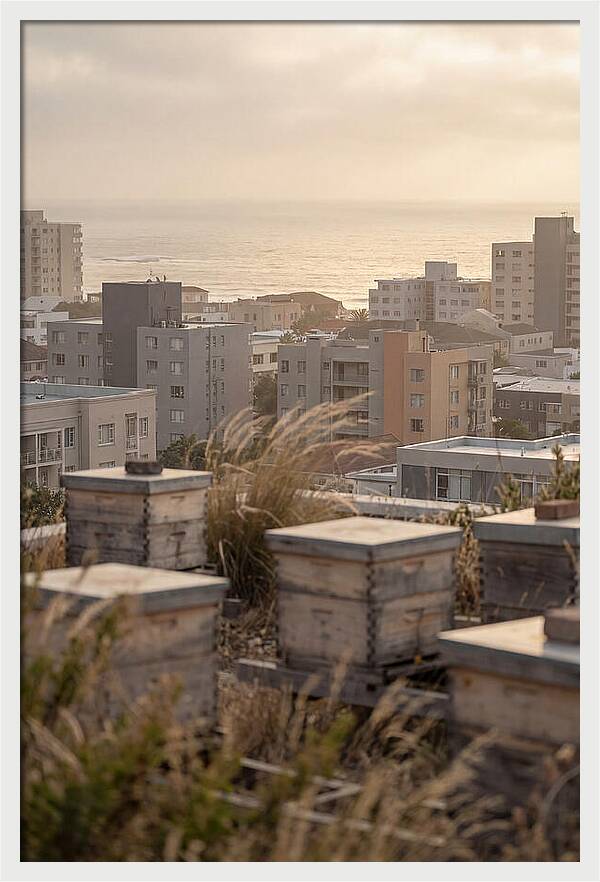 City Rooftop Apiary Serenity