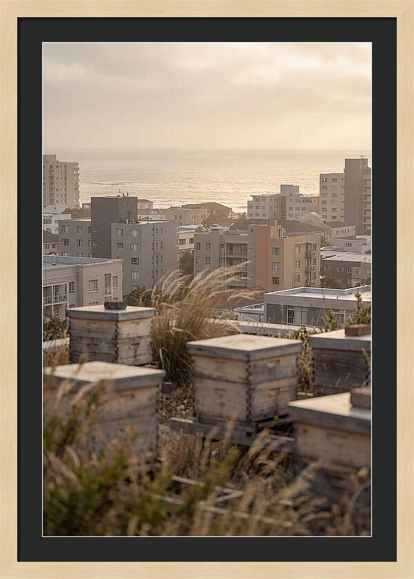 City Rooftop Apiary Serenity