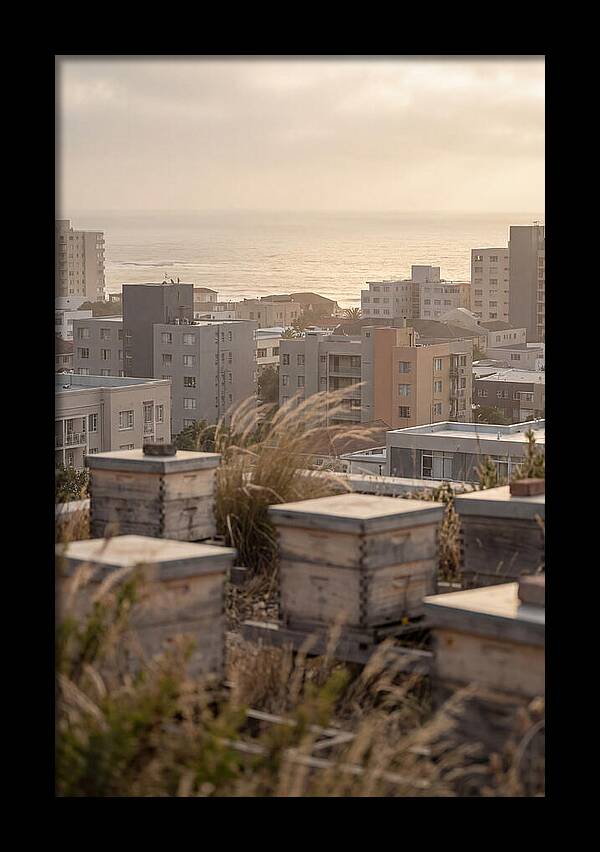 City Rooftop Apiary Serenity