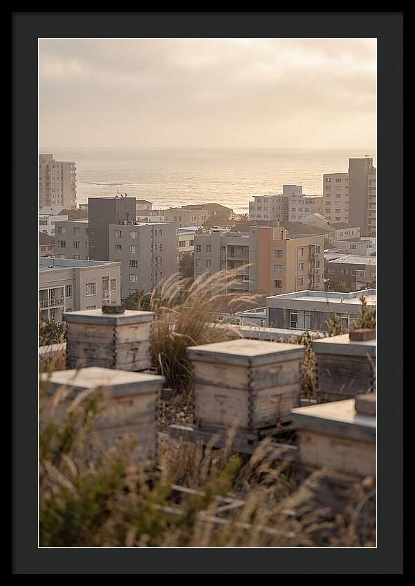 City Rooftop Apiary Serenity