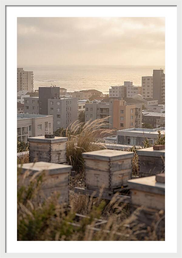 City Rooftop Apiary Serenity
