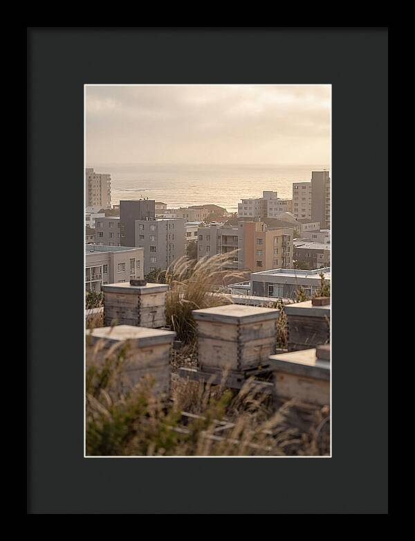 City Rooftop Apiary Serenity