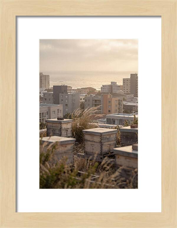 City Rooftop Apiary Serenity