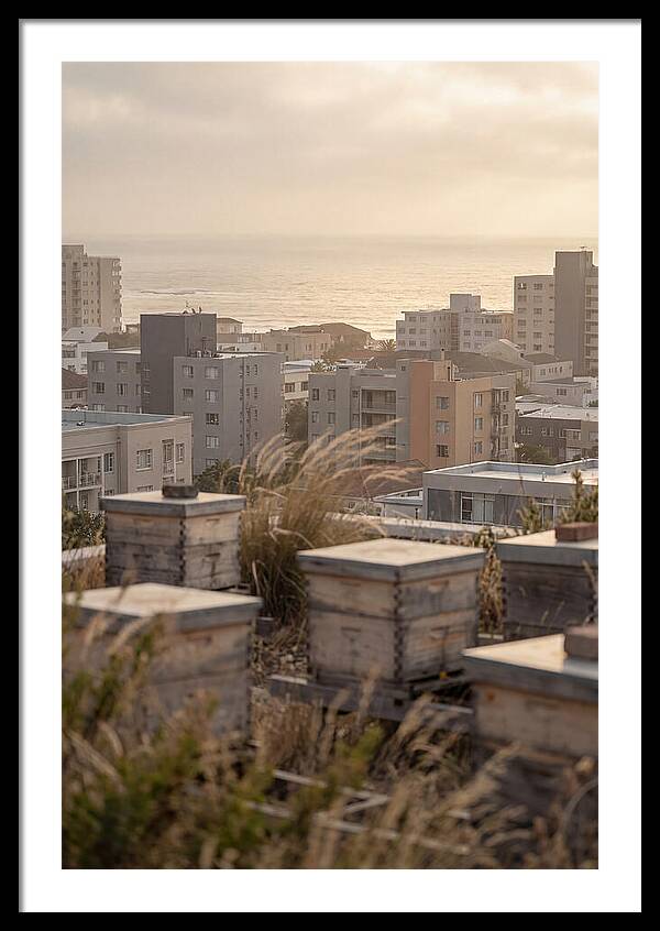 City Rooftop Apiary Serenity
