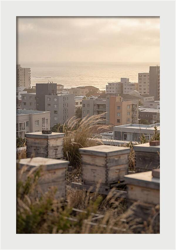 City Rooftop Apiary Serenity