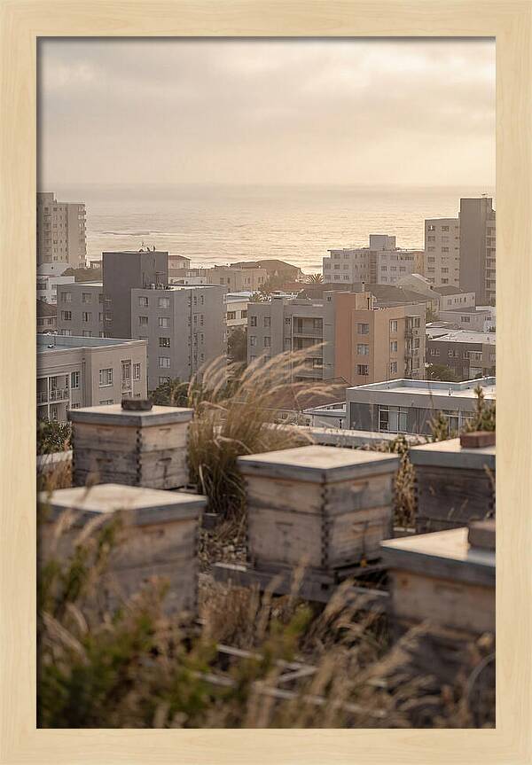 City Rooftop Apiary Serenity